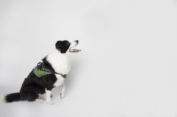 Ethereum钱包苹果版