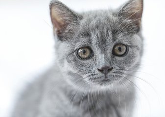 Ethereum钱包安卓版