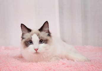 Ethereum钱包苹果版