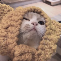 Ethereum钱包安卓版