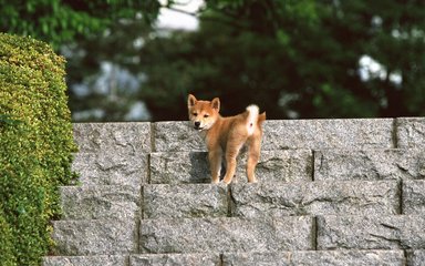 Ethereum钱包苹果版