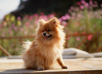 Ethereum钱包苹果版